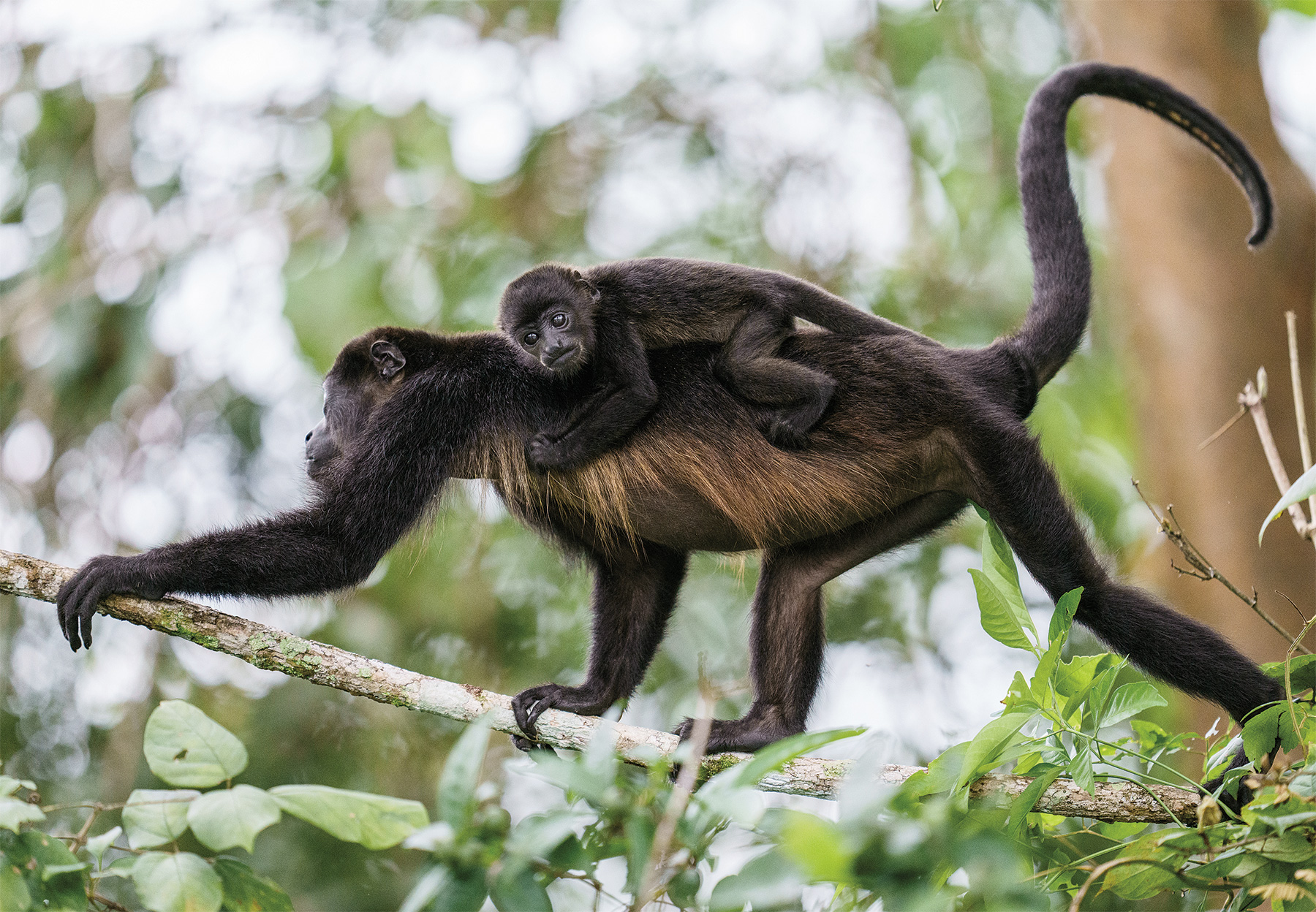 A mother monkey walks across a branch with her child clinging onto her.