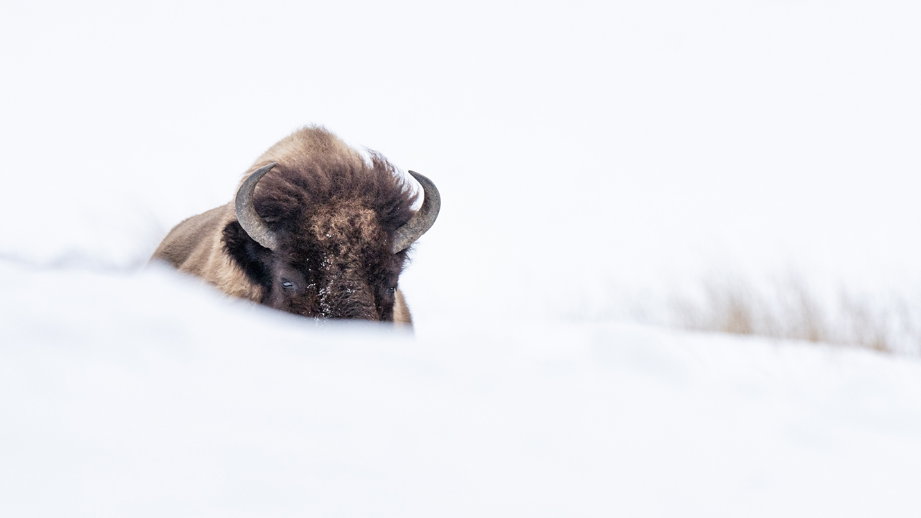 A buffalo in the snow