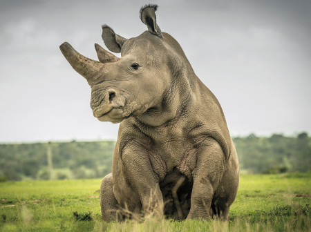 Rhino