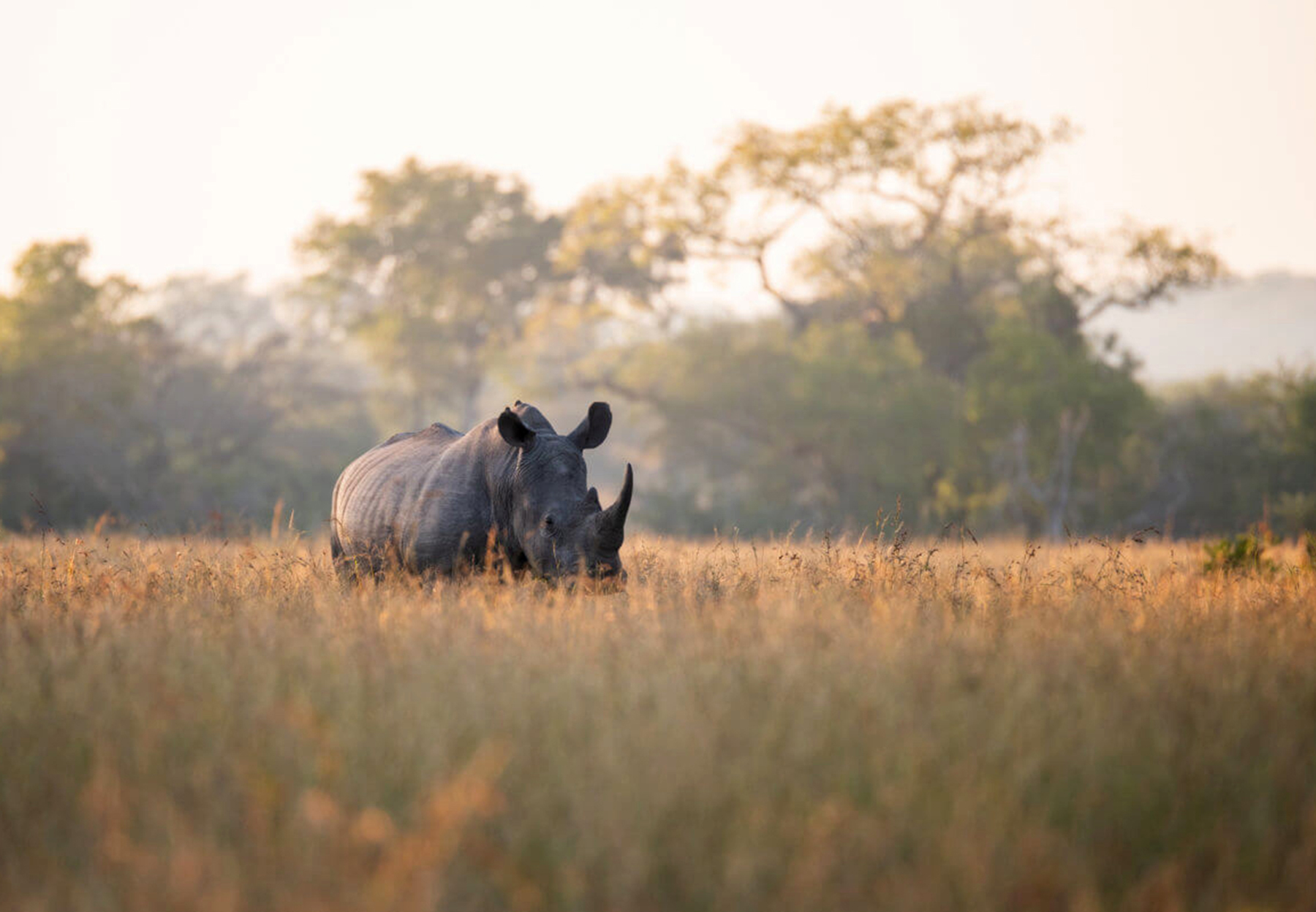 rhino in grass 1800X1248