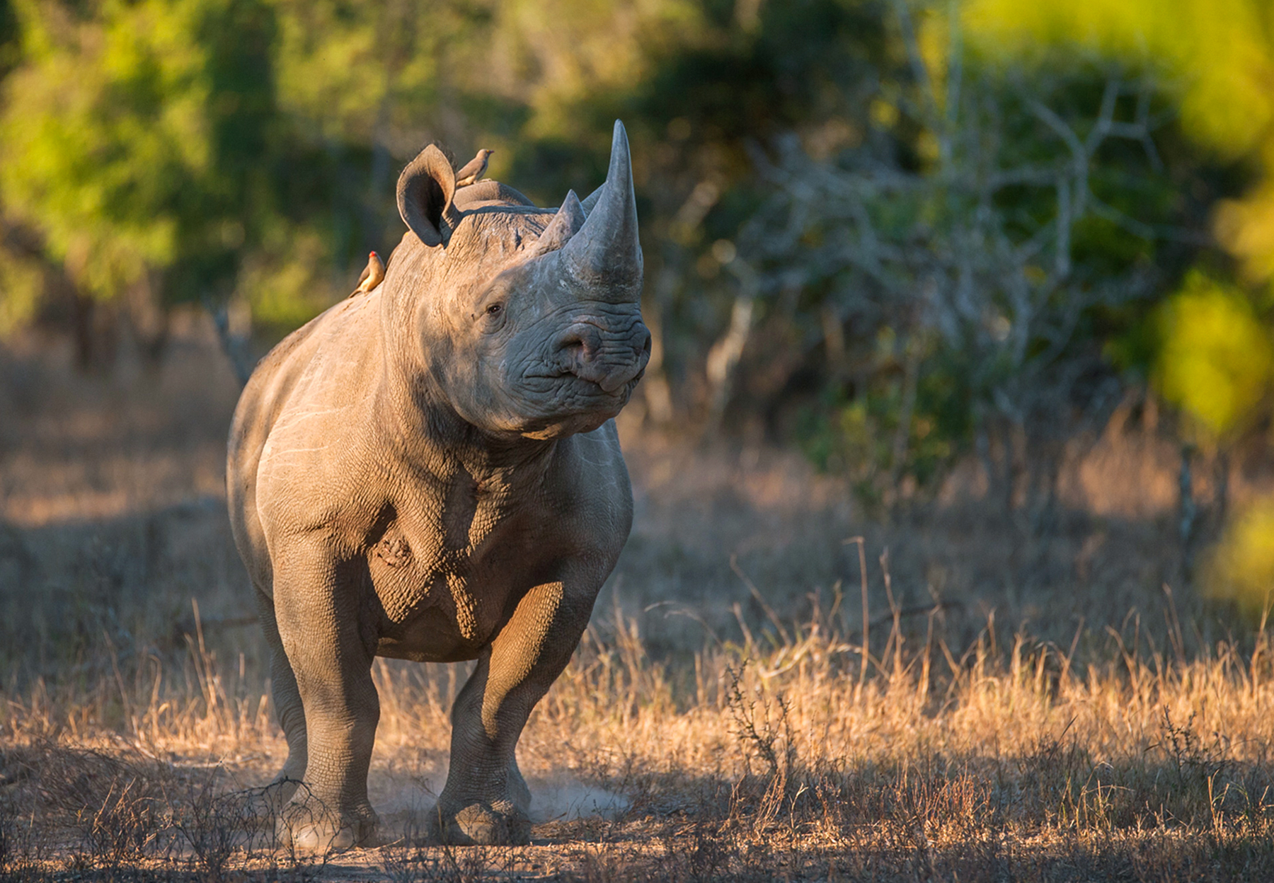 rhino with birds 1800x1248