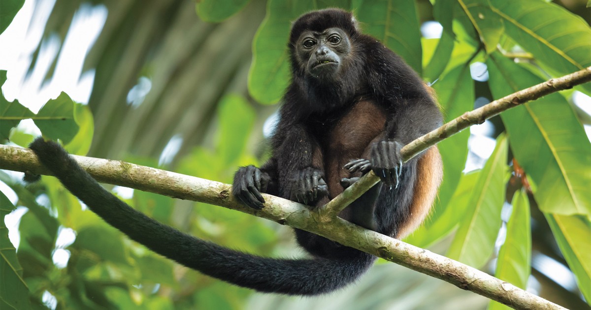 Black Howler Monkey  Rainforest Alliance