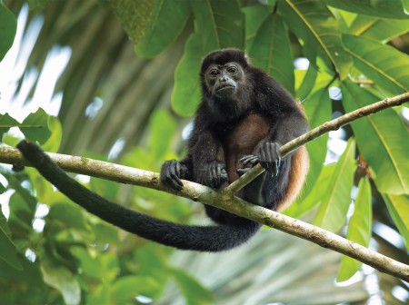 A monkey sits atop a tree branch.