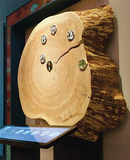 tree cookie in field museum's native truth exhibit