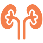 Kidneys