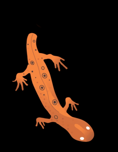 Illustration of a salamander regenerating its tail