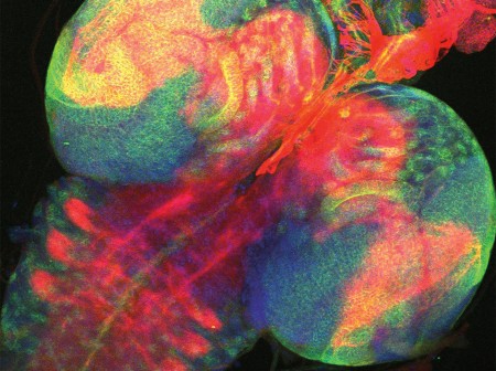 A close-up infrared image of a fruit fly’s brain, displayed in neon reds, greens and yellows.