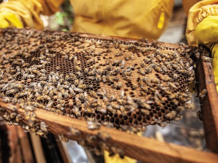 A beekeeper holds a panel of honeycomb with swarming bees