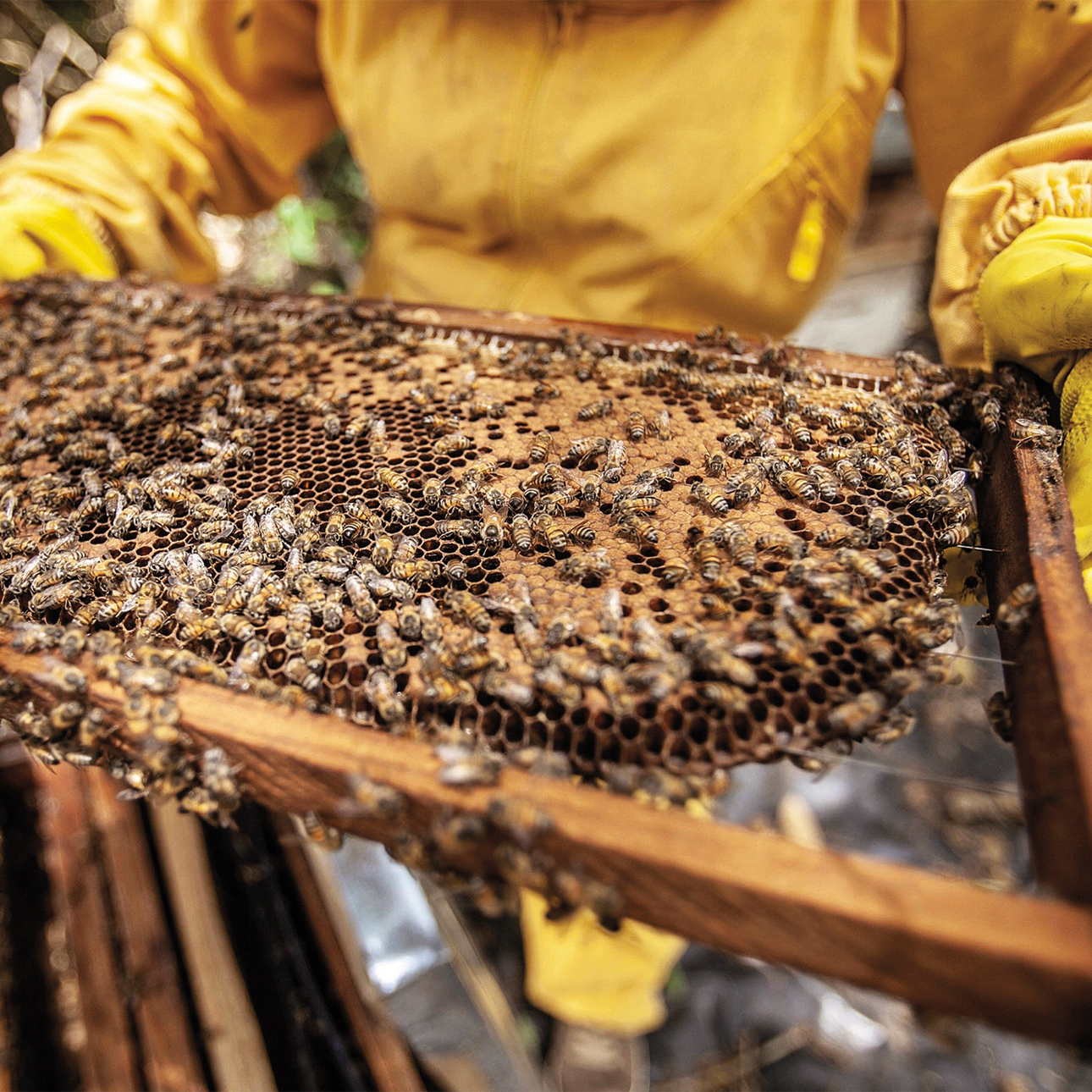 A beekeeper holds a panel of honeycomb with swarming bees