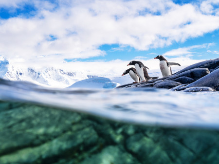 penguins on ice in antarctica