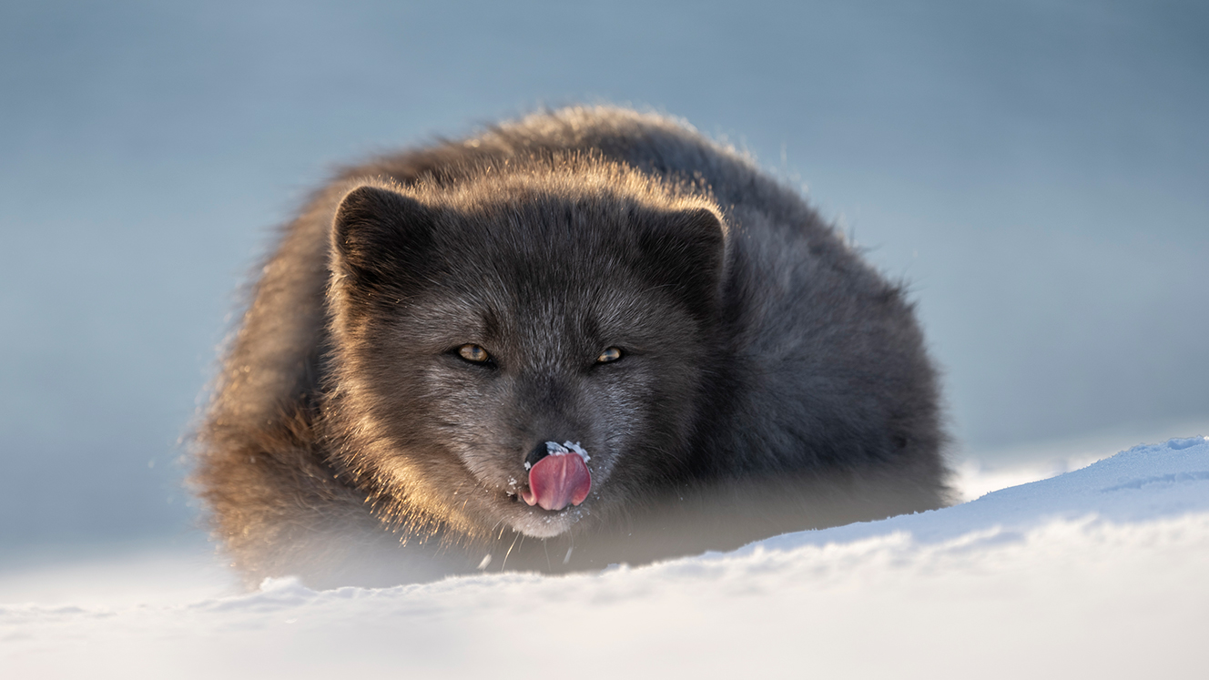 Arctic fox baby