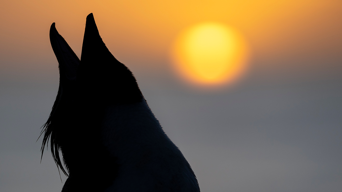 A bird silhouette in front of the sun