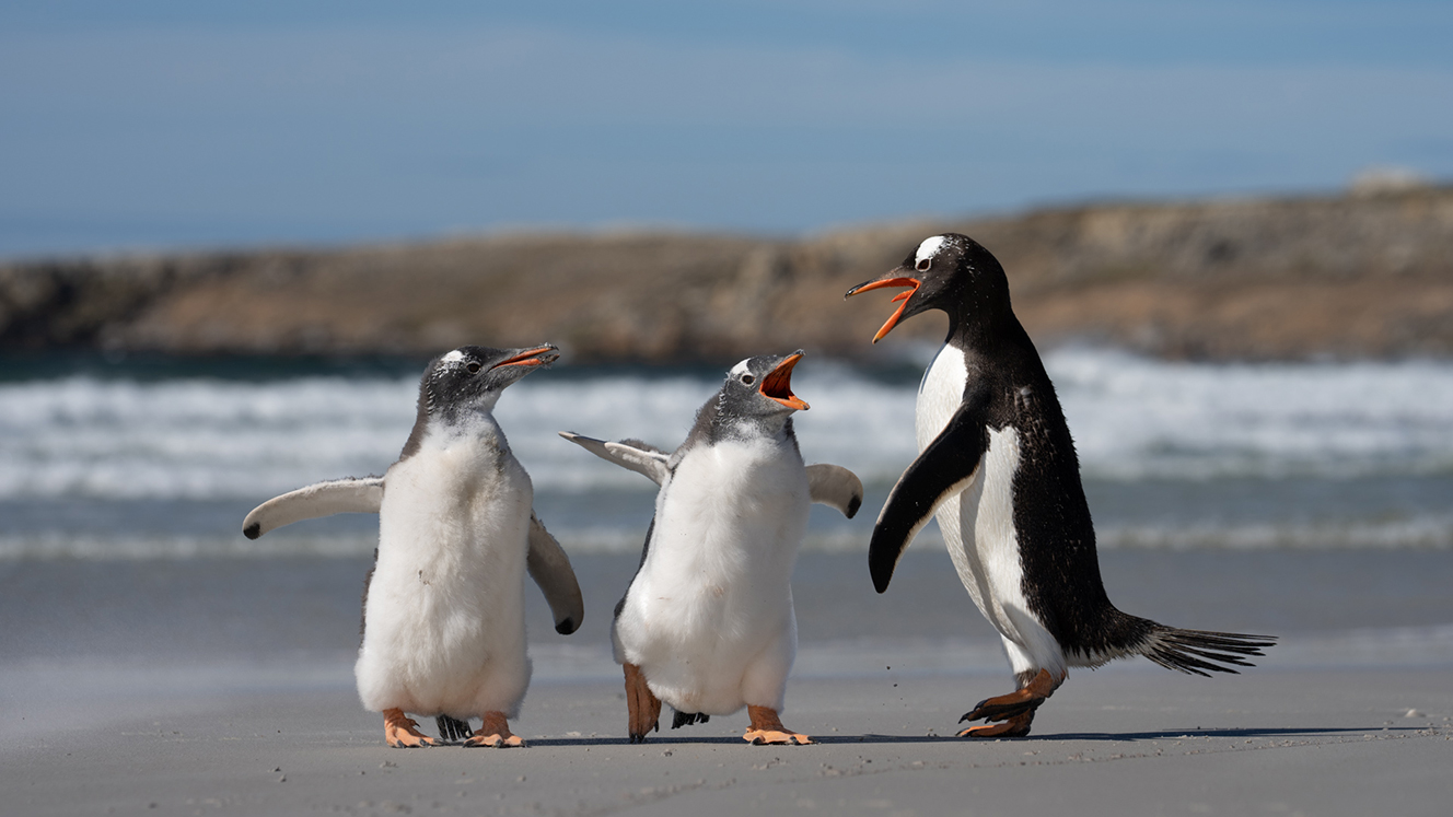 Three penguins squawk at each other