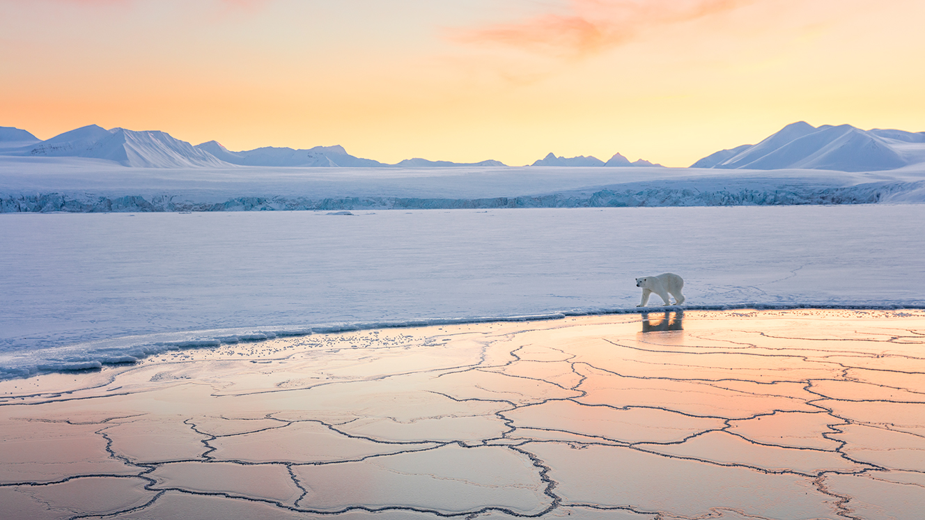 A polar bear walks on cracked ice as the sun sets