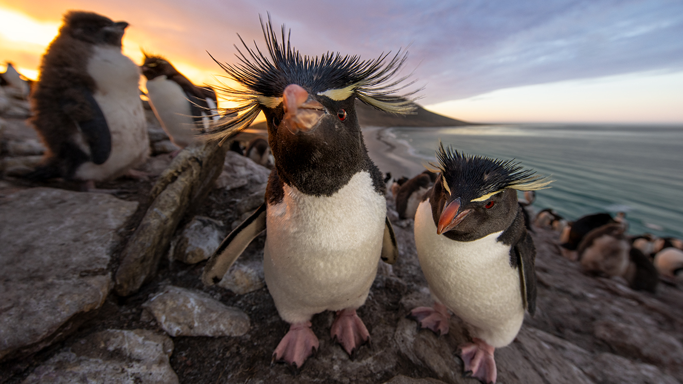 Rockhopper penguins pose for the camera