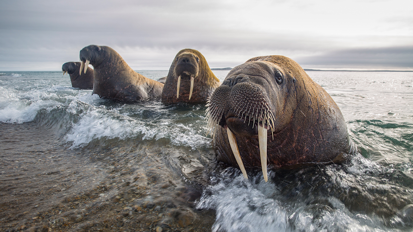 Walruses in the water