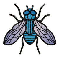 A blue and black housefly with translucent wings.