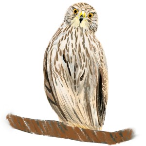 A sketch of a Cooper’s hawk sitting on a branch