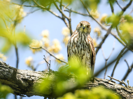 Photo of a white and brown striped bird in a tree.