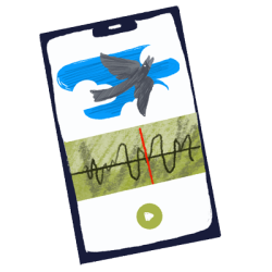 Download a birdsong identification app