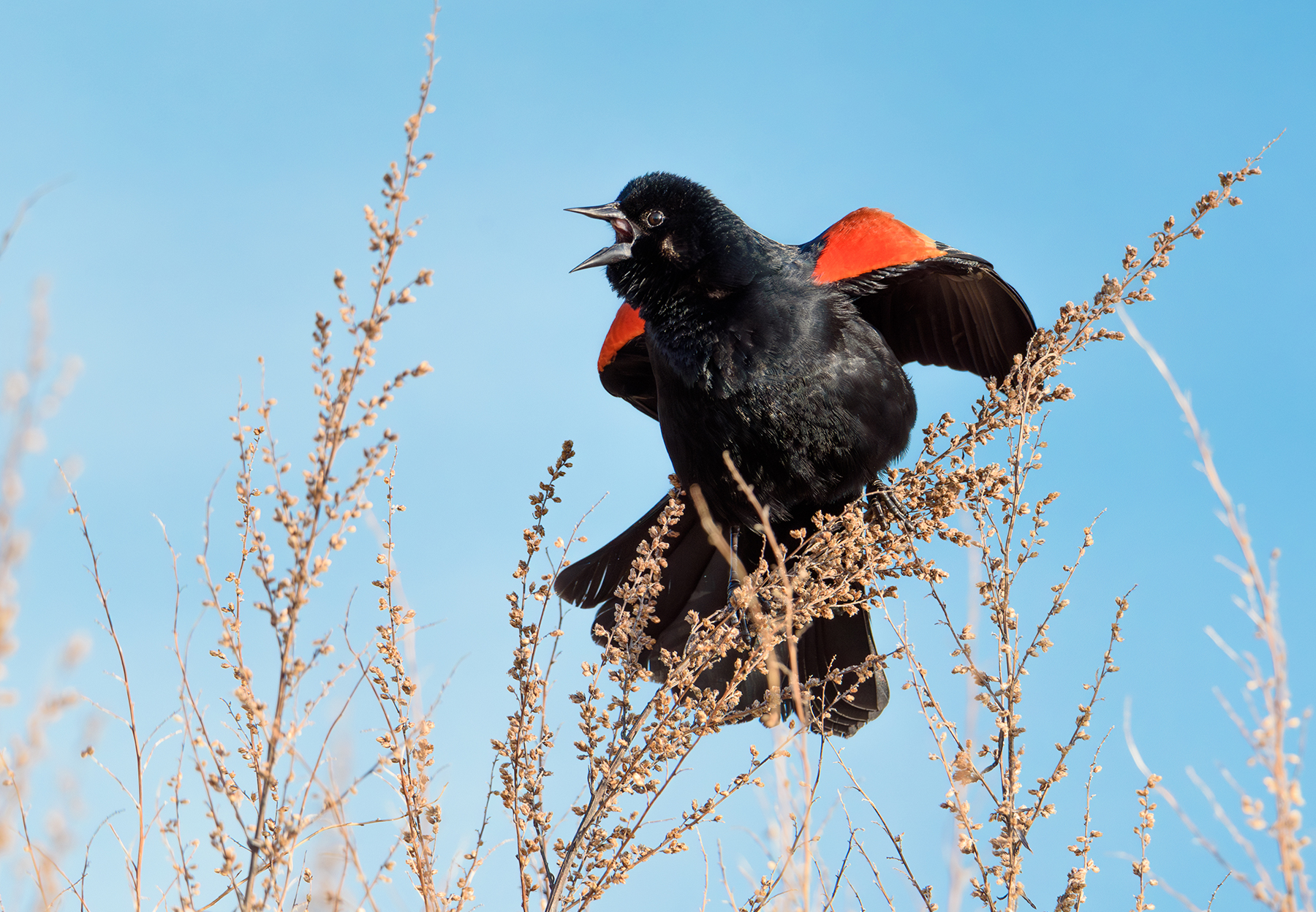 Red Winged Black Bird