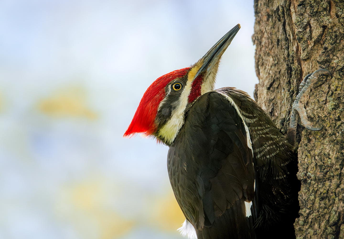 A close-up of a pileated woodpecker