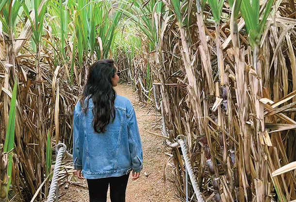 Kimberley Charles wears a jean jacket and walks through a sugar cane field with her back to the camera.