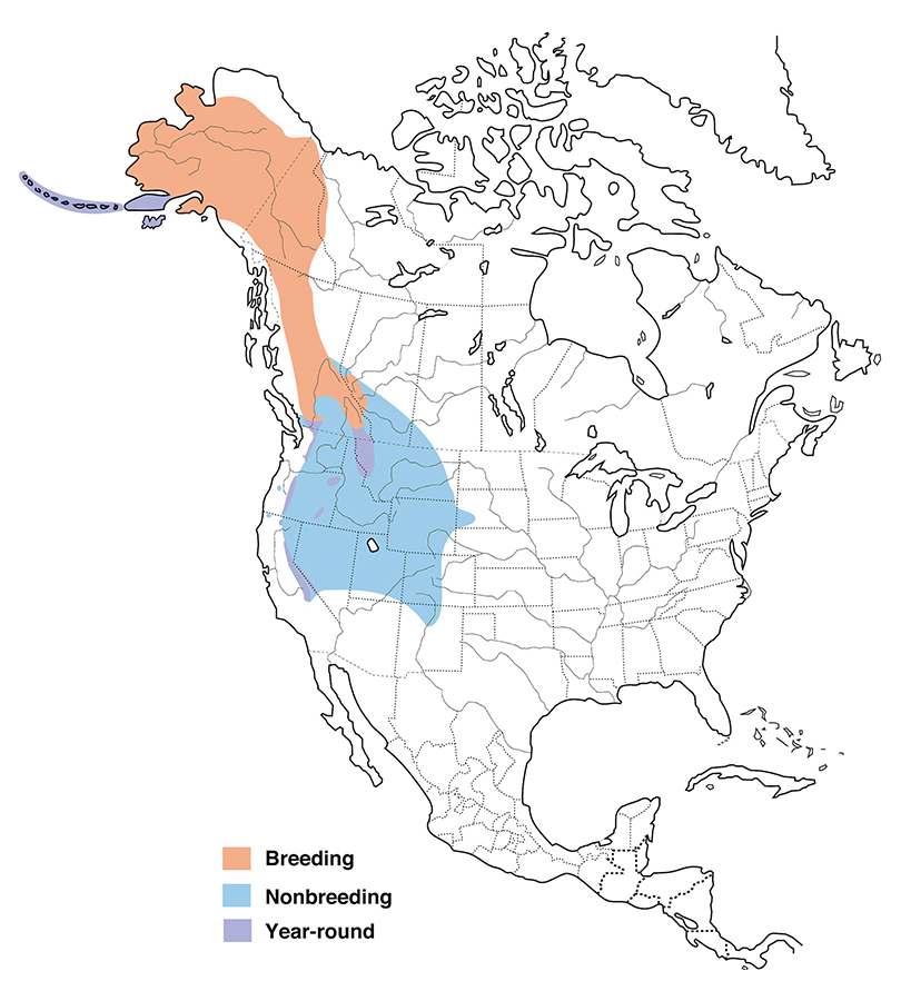  A map of North America with colors highlighting the gray-crowned rosy-finch's typical range, on the far-west side of the continent.