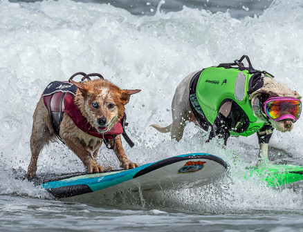 Two dogs, one sporting a red life vest and one in a green life vest and reflective goggles, catch a wave on side-by-side surf boards.