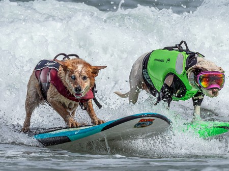 Two dogs, one sporting a red life vest and one in a green life vest and reflective goggles, catch a wave on side-by-side surf boards.