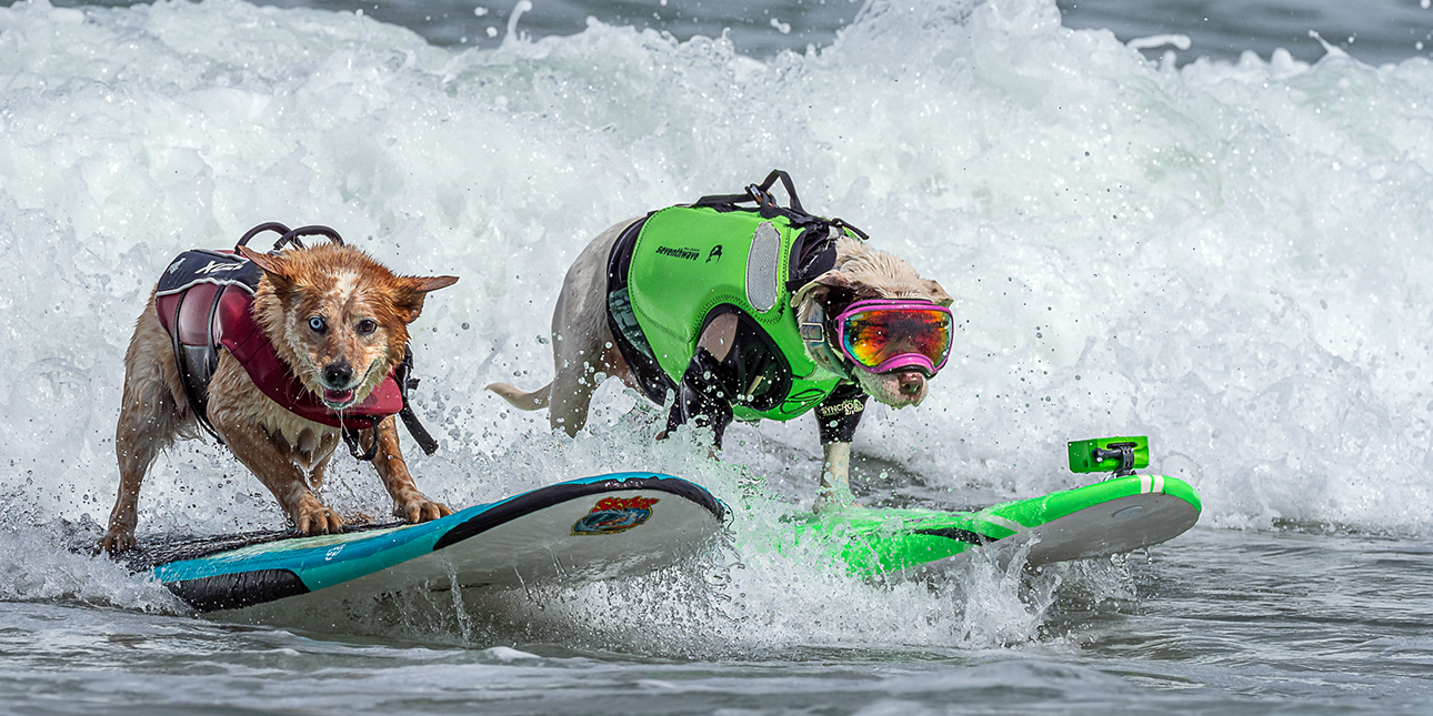 Two dogs, one sporting a red life vest and one in a green life vest and reflective goggles, catch a wave on side-by-side surf boards.