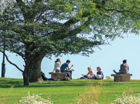 A group of students sit on a grassy hill under a tree.