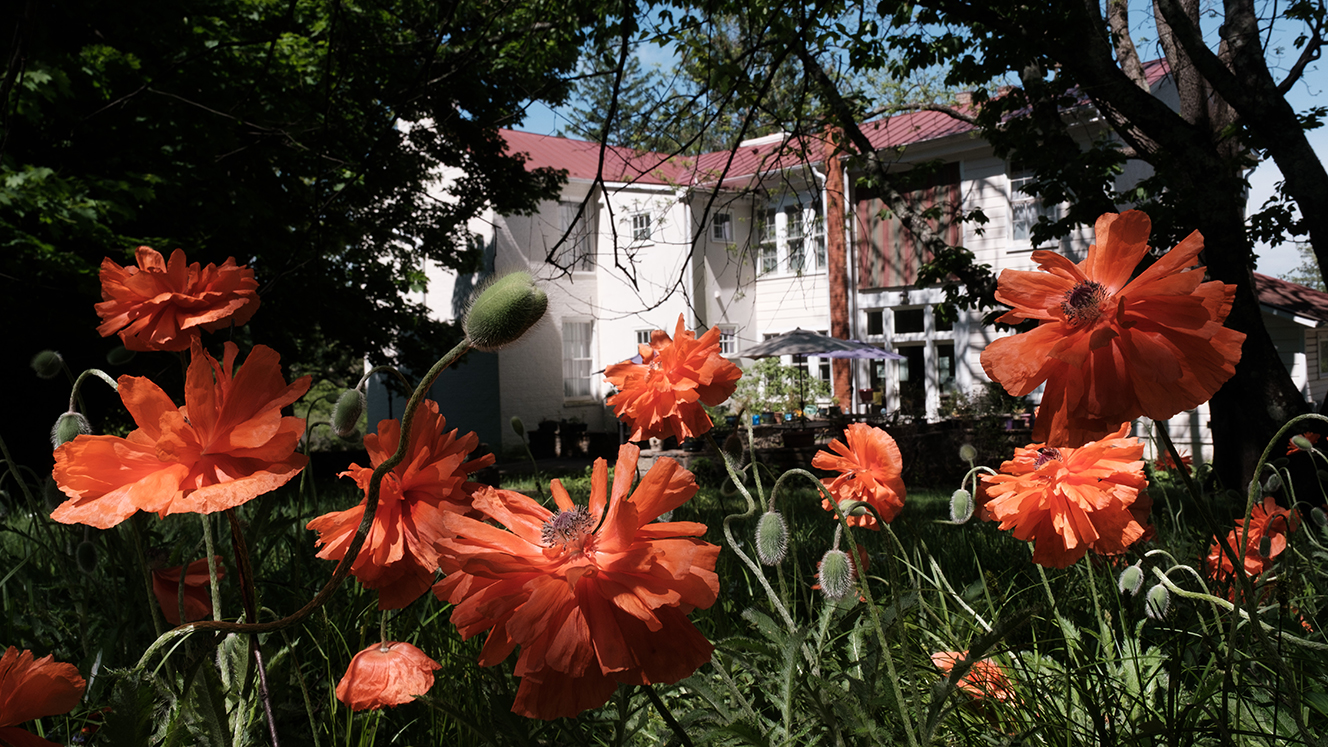 Surrounding Garden