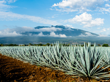 A field of agave plants on a sunny day with white clouds in a blue sky.
