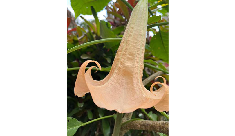 A pink datura flower growing in Clesca’s yard.