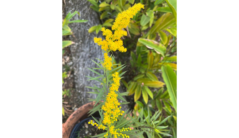 Goldenrod flowers in Clesca’s yard.